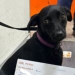 Cachorra invade pista em aeroporto