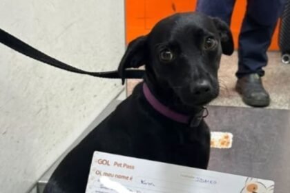 Cachorra invade pista em aeroporto