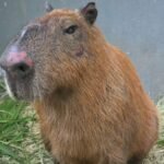 Justiça converte em preventiva prisão de seis homens que espancaram capivara