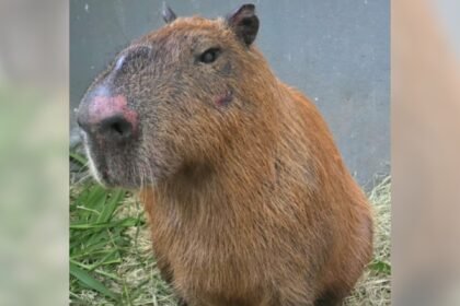 Justiça converte em preventiva prisão de seis homens que espancaram capivara