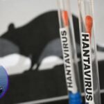 Hantavírus: doença por trás de surto em navio preocupa autoridades de saúde