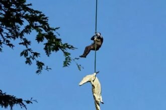 Restos mortais de empresário são localizados dentro de crocodilo após buscas