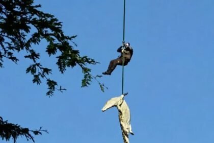 Restos mortais de empresário são localizados dentro de crocodilo após buscas