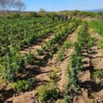 Polícia Civil encontra plantação de maconha no Ceará