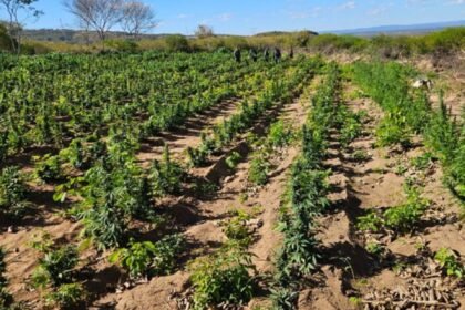 Polícia Civil encontra plantação de maconha no Ceará