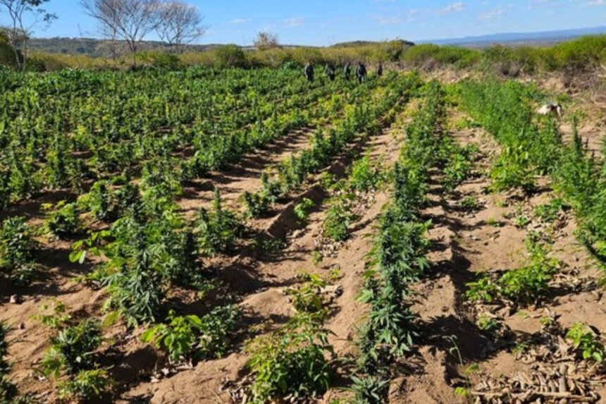 Polícia Civil encontra plantação de maconha no Ceará